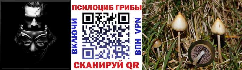 Галлюциногенные грибы Psilocybine cubensis  дарк нет клад  Черноголовка 